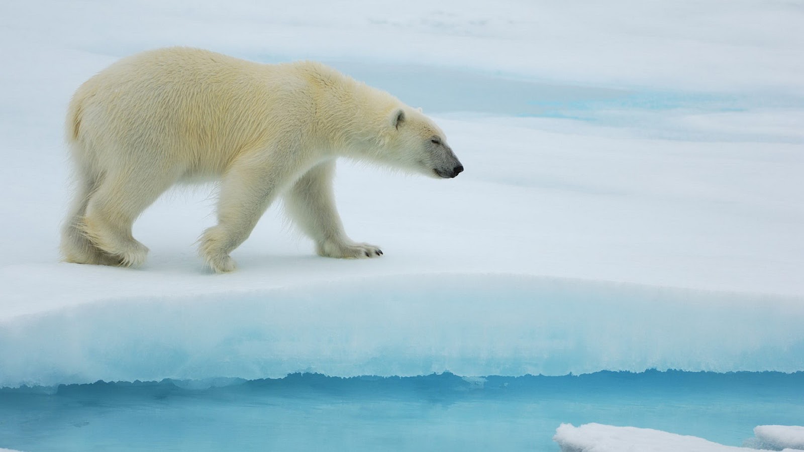 Animal Wallpaper With A Big Polar Bear Walking On Ice HD