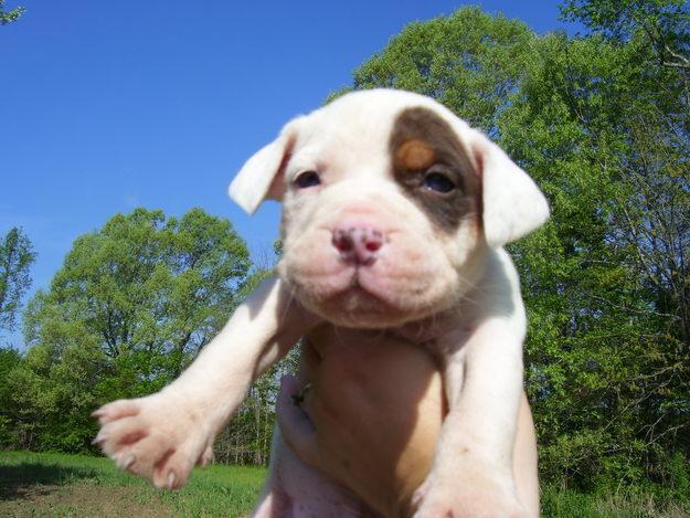 Pitbull Terrier Wallpaper Cute Puppy