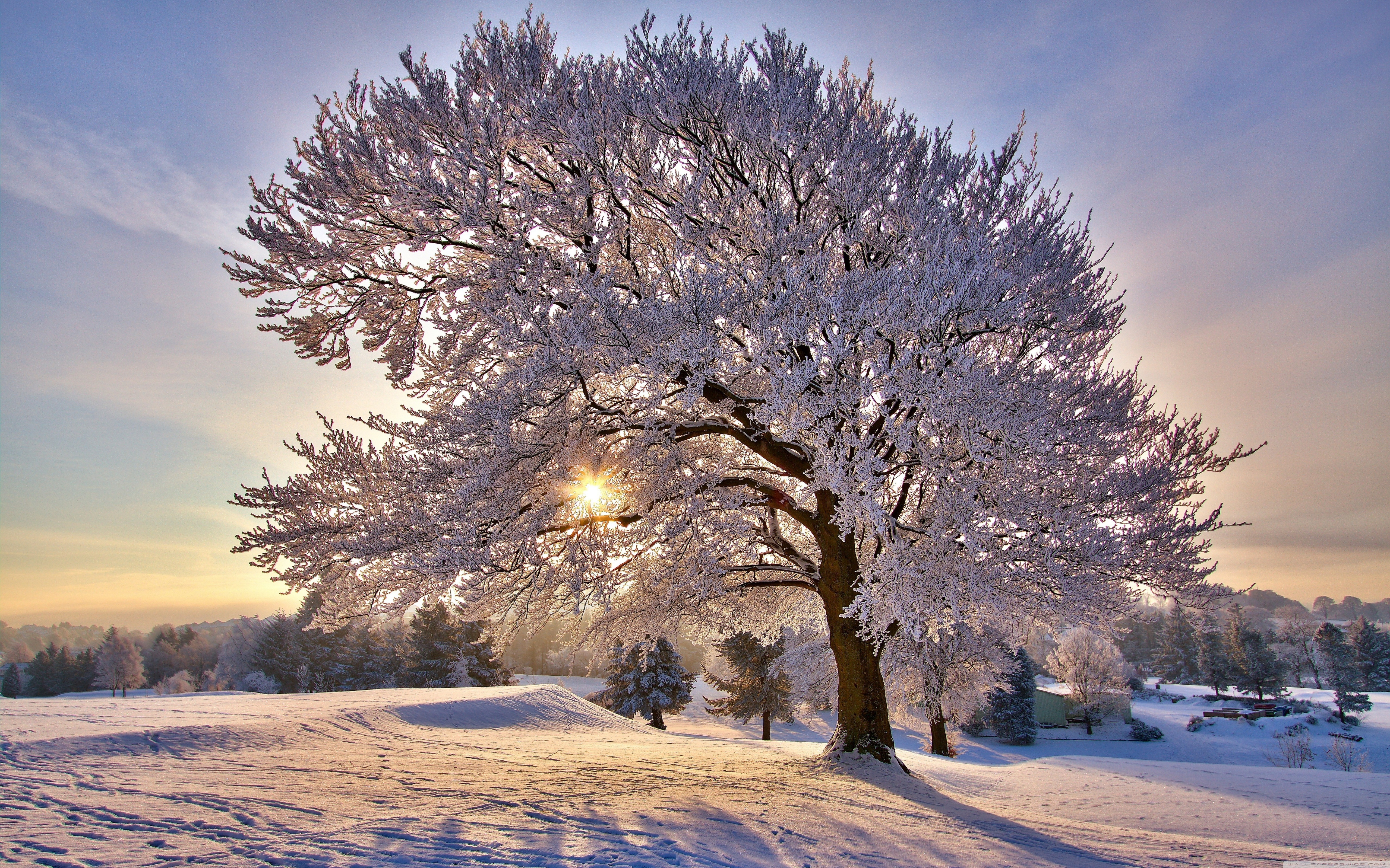 Beautiful Winter Morning 4k HD Desktop Wallpaper For Ultra