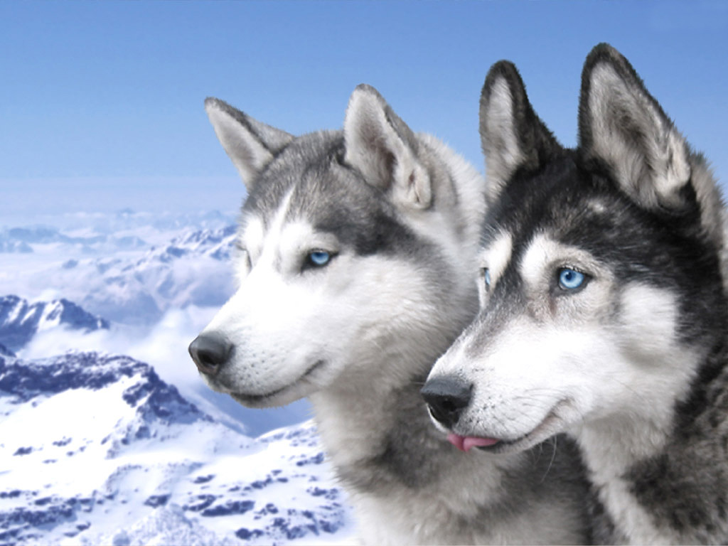 Siberian Husky Dogs In The Mountains Photo And Wallpaper Beautiful