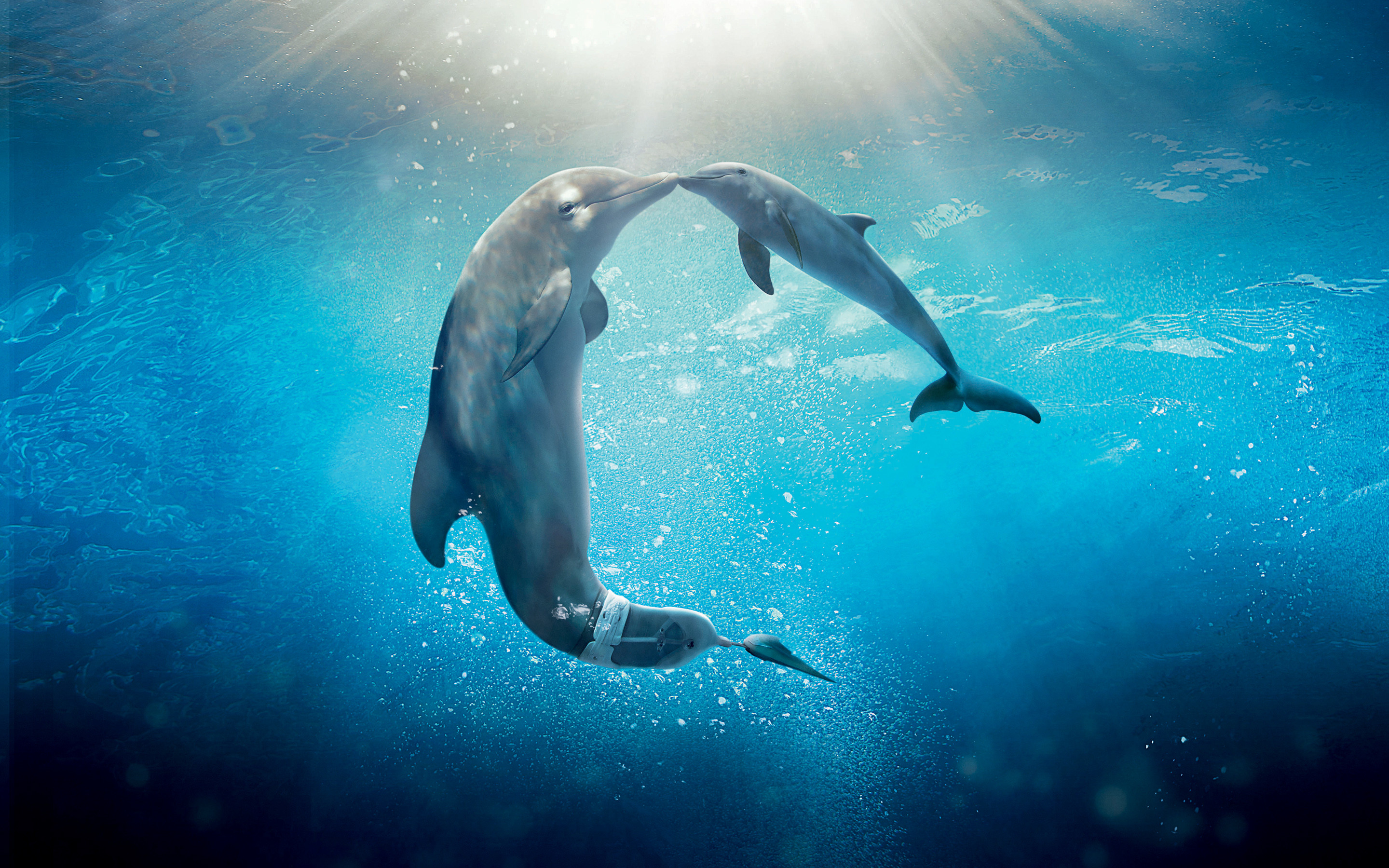 Cute Dolphin Wallpaper