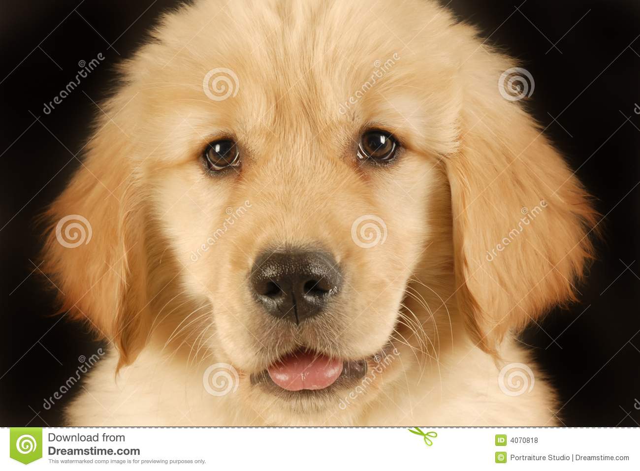 Puppy Dogs Gold Golden Retriever HDwallpaper Wallpaper