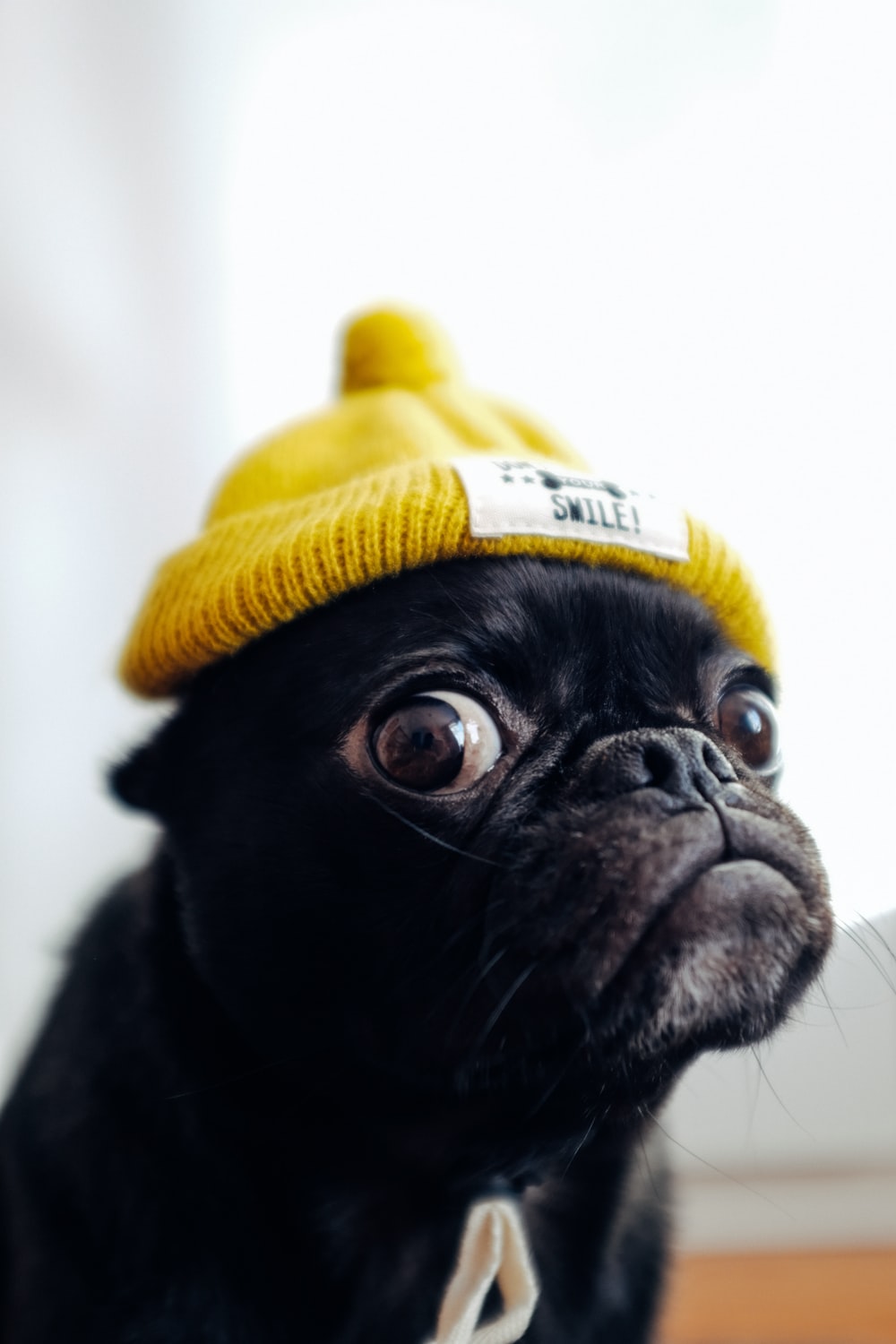 500 Funny Dog Pictures Download Images on Unsplash. 27+ Cute Funny Dog