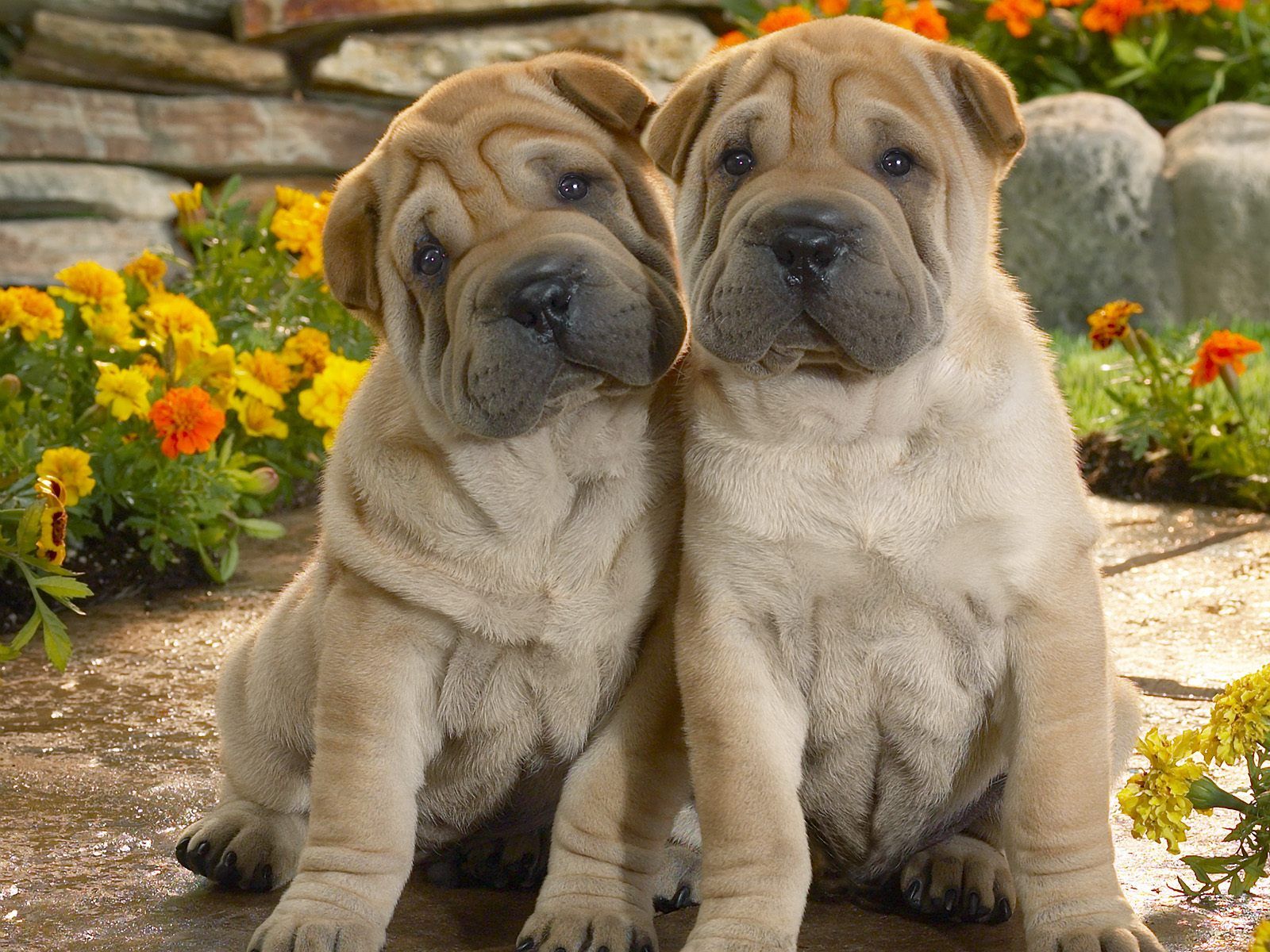 Lovely Shar Pei Dogs Photo And Wallpaper Beautiful