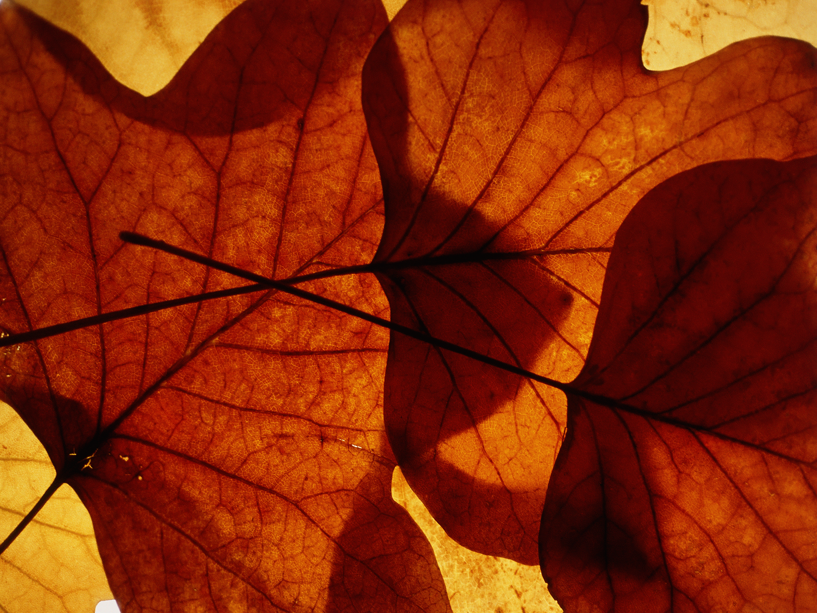 Translucent Autumn Leaves Wallpaper