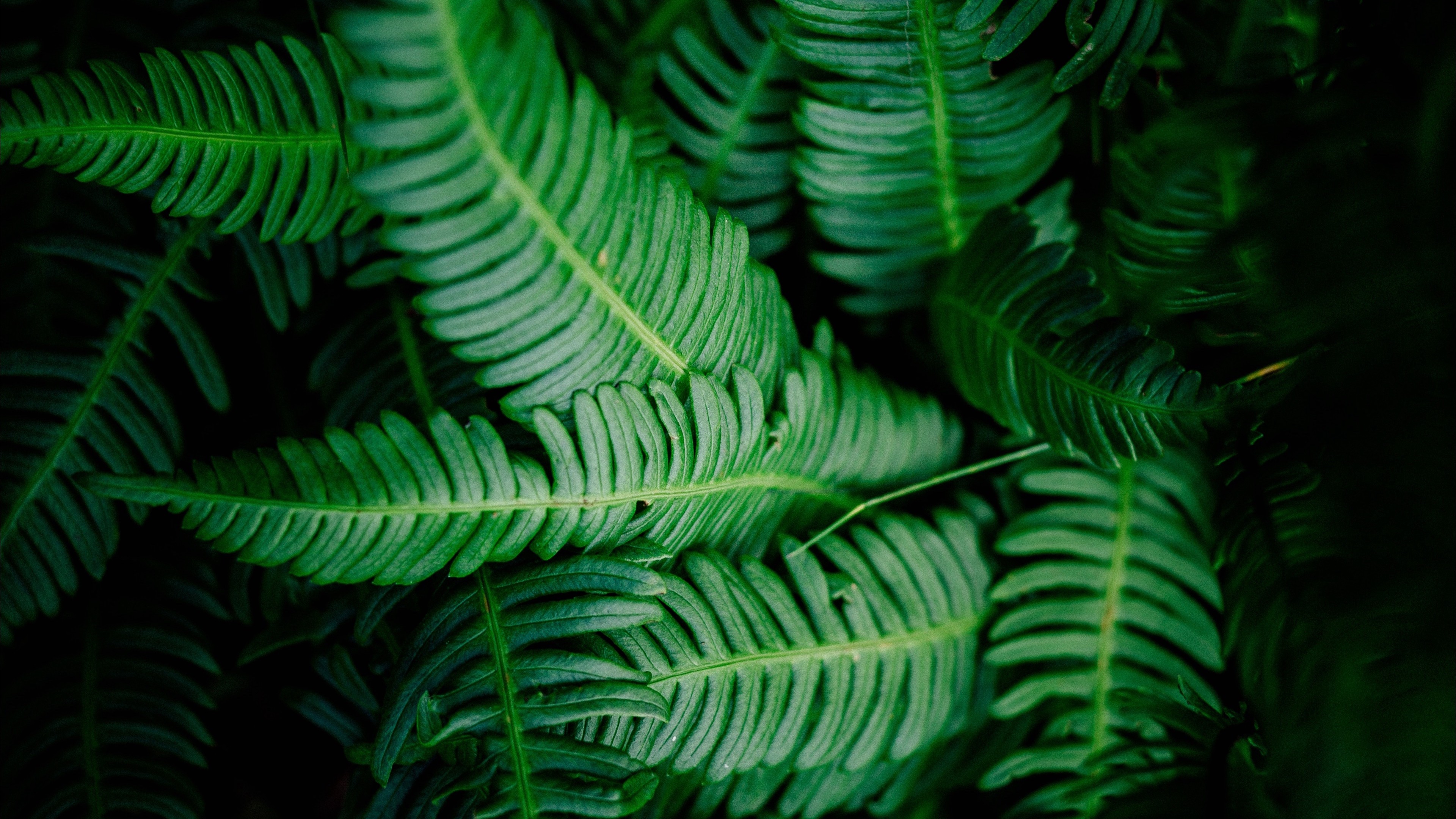 4k Leaves Green Shade Wallpaper