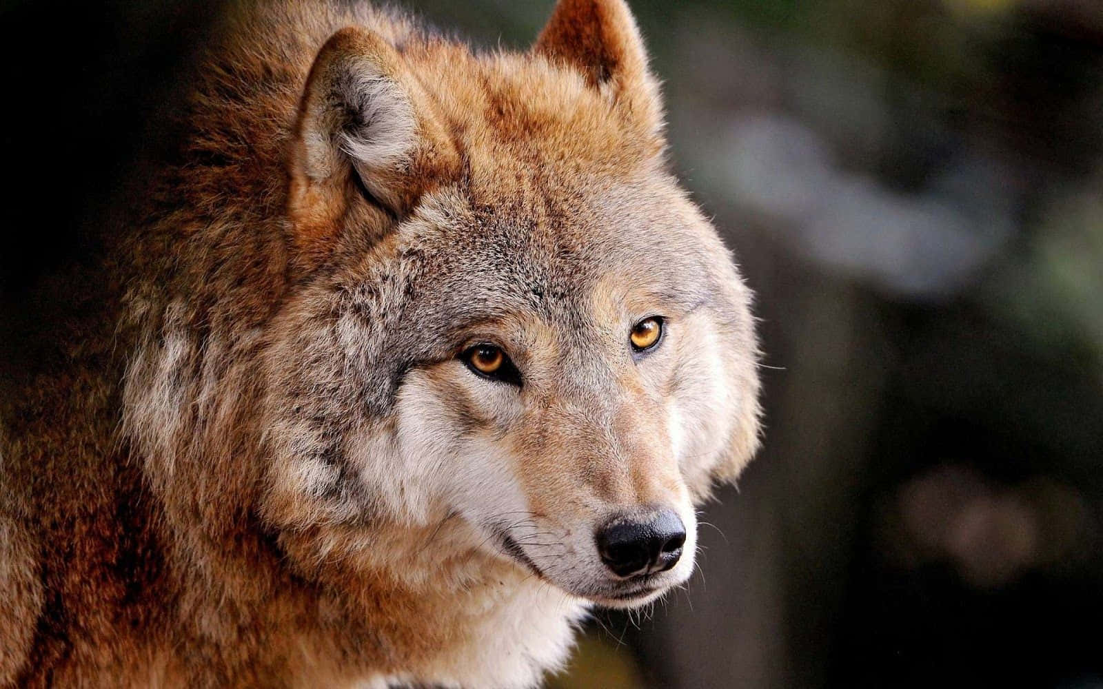 Wolf Aesthetic Wallpaper