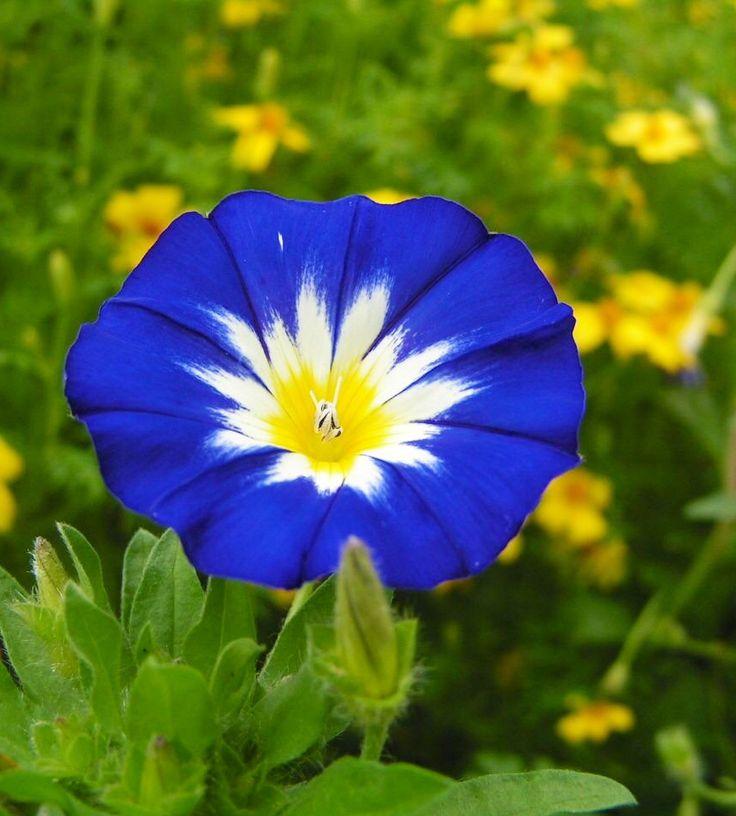 🔥 Free download Blue Flower with white yellow center Blue flowers Blue ...