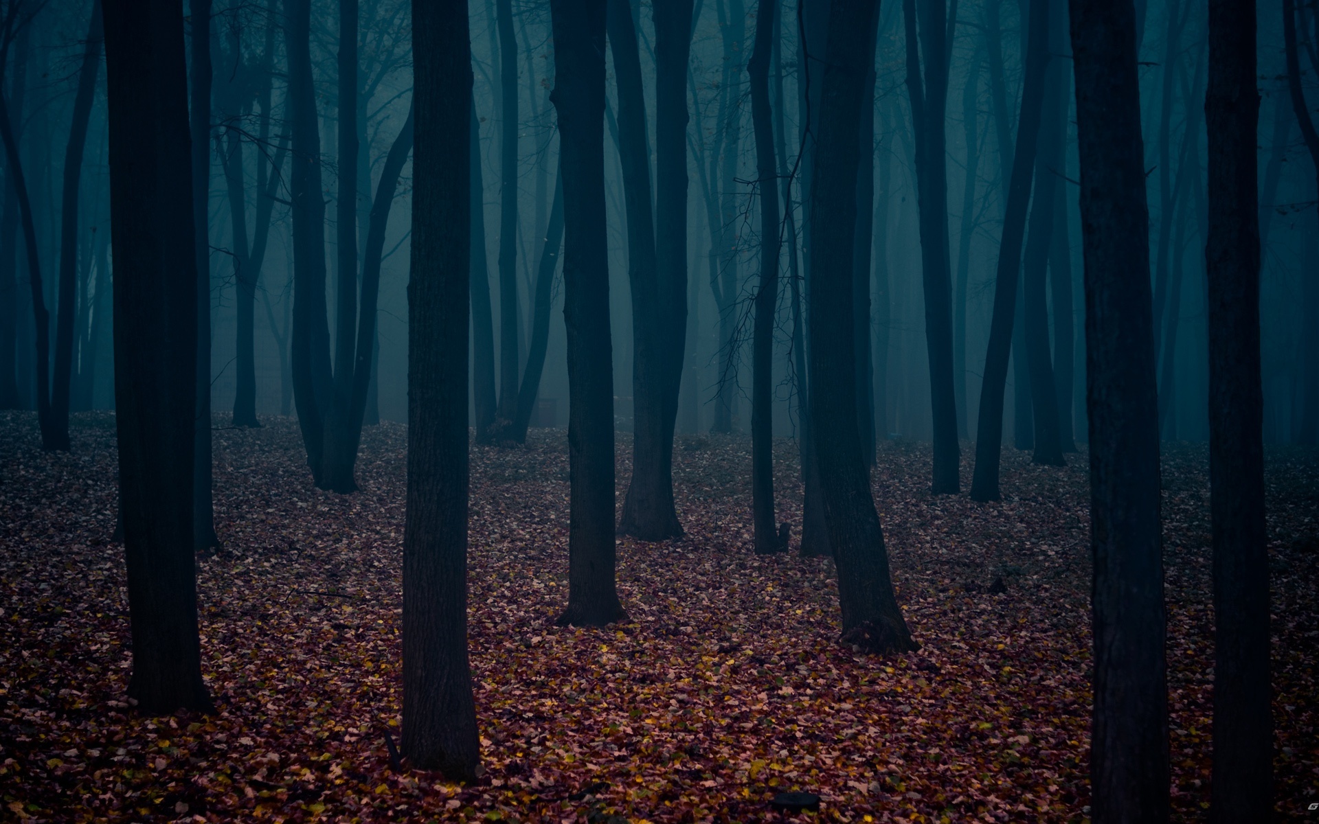 Autumn Forest Wallpaper Night 3d For Desktop Pictures