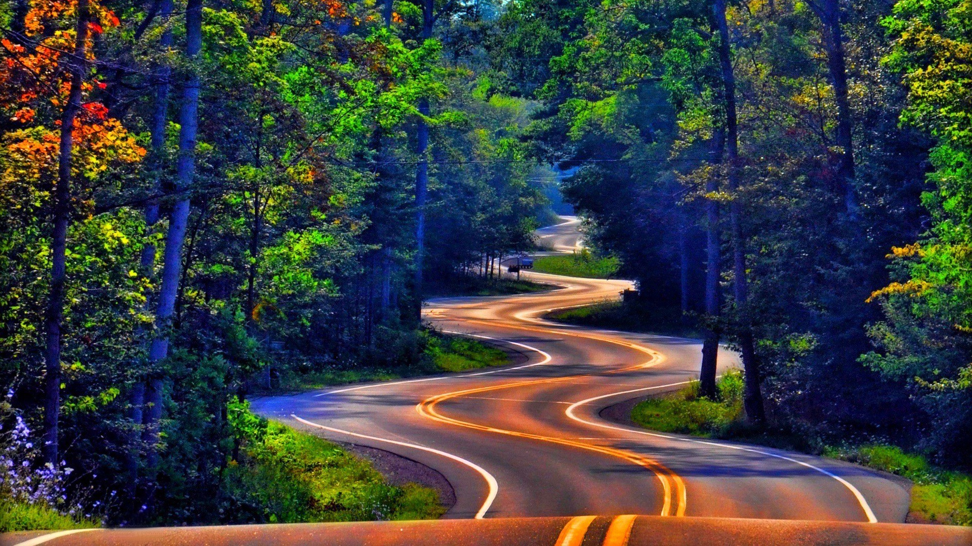 Road into the forest wallpaper   1250439