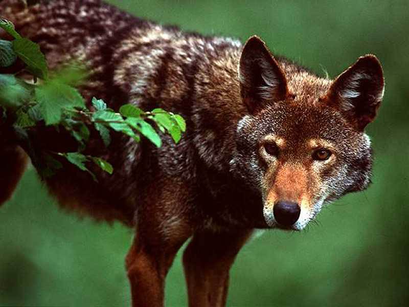 Coyote HD Wallpaper Pictures