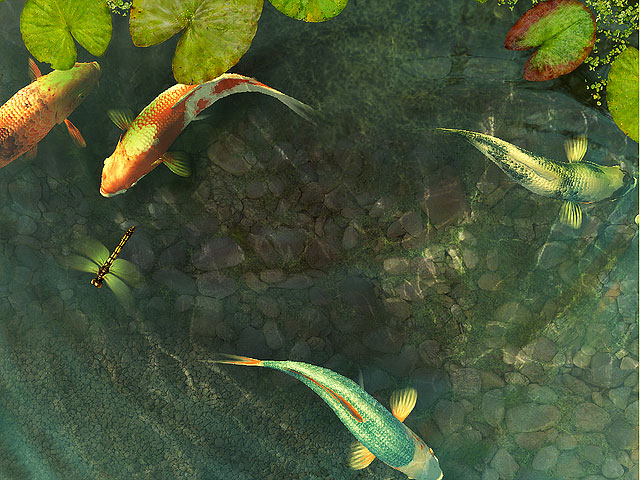 Fish 3d Screensavers Koi An Amazing Japanese Aquarium On Your