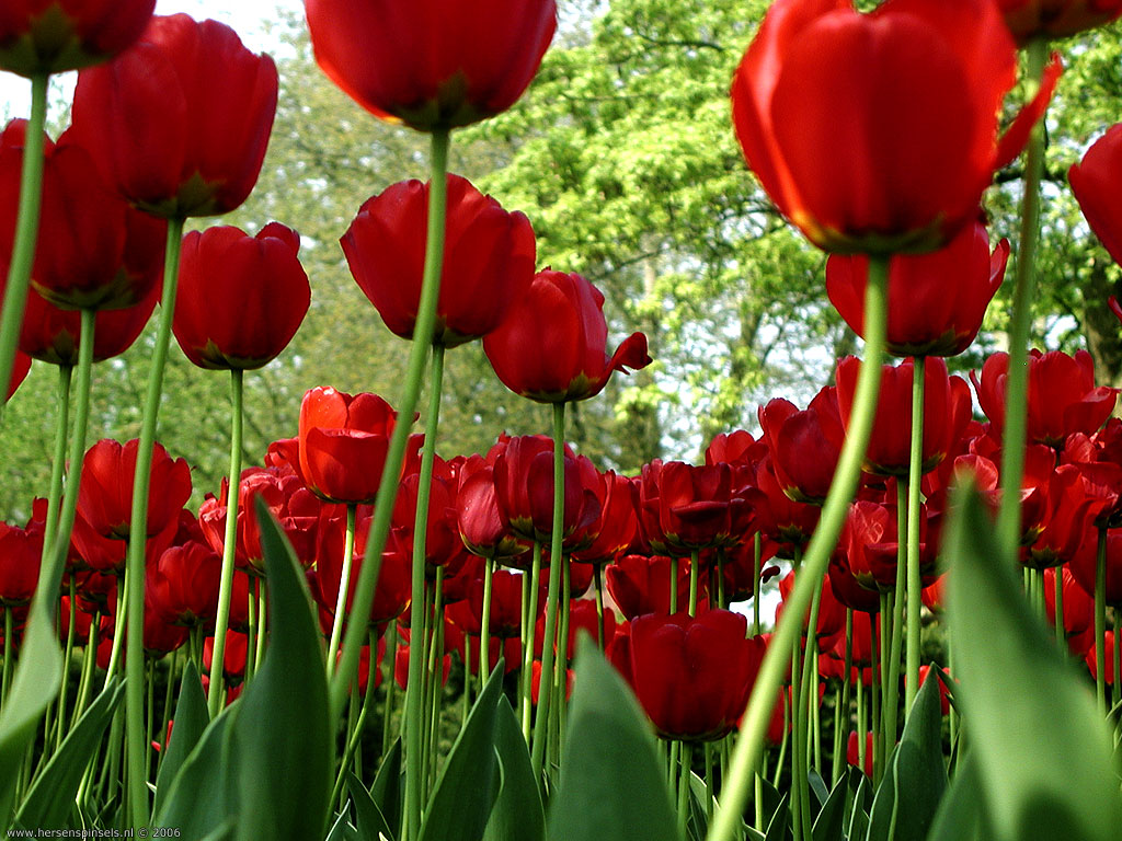 Red Tulips Wallpaperart