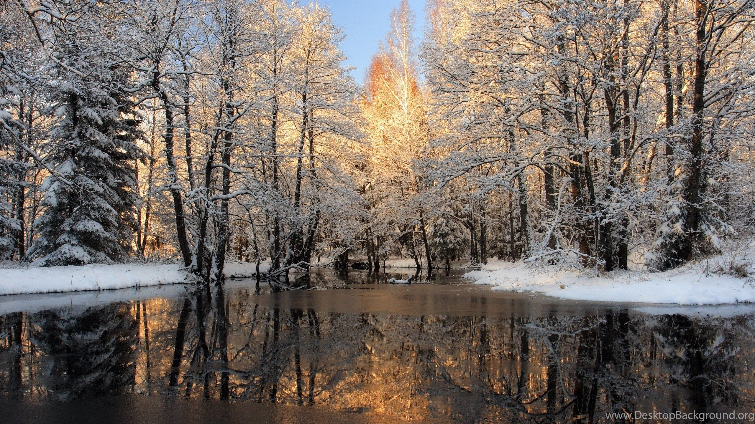 Forest Lake Wallpaper