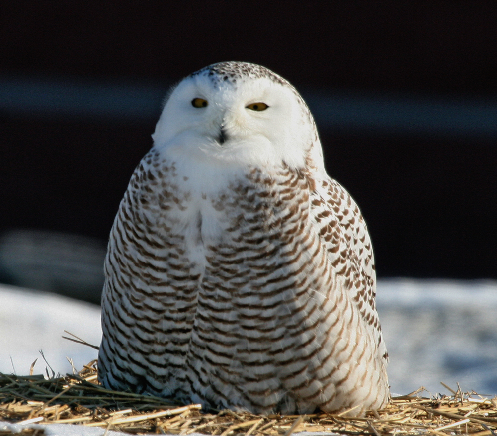 Screensavers For Windows Snowy Owl Owls Screensavers Owl Windows