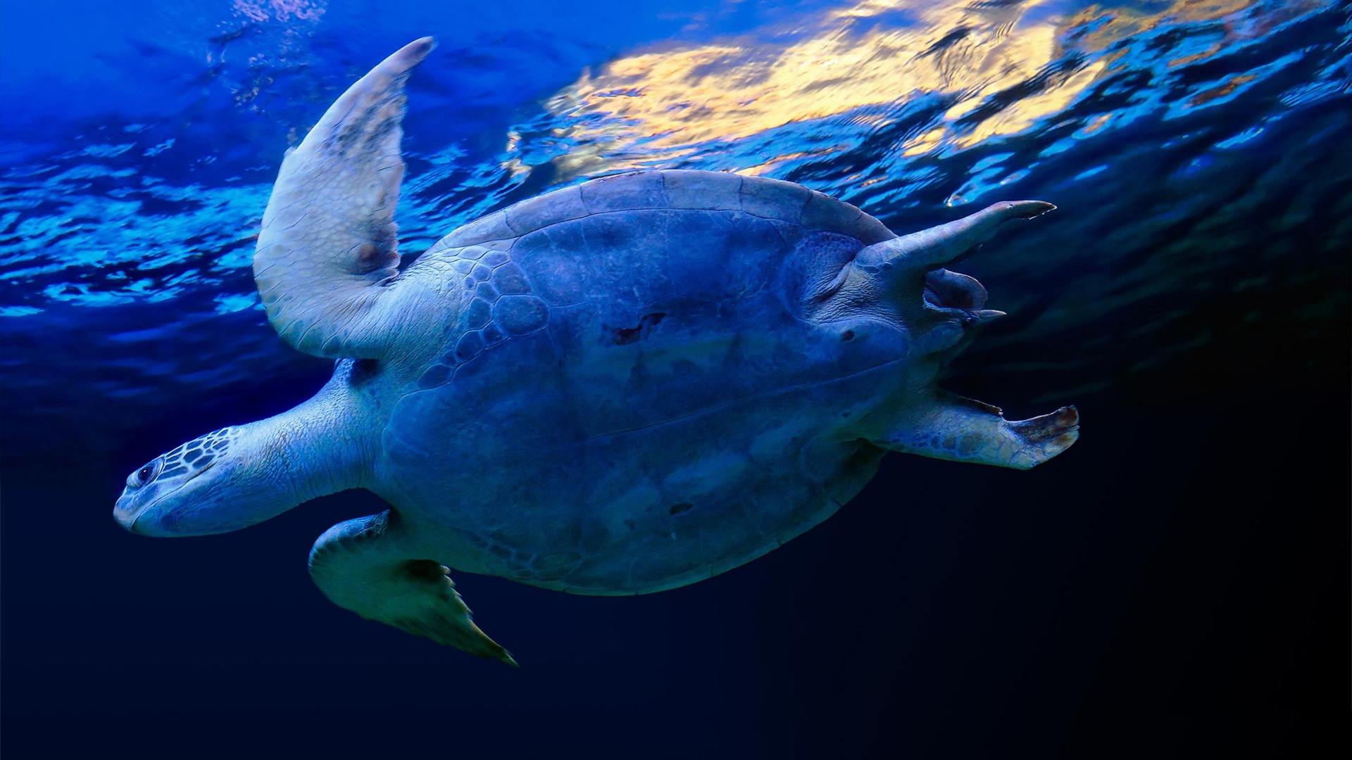 Swimming Sea Turtle Wallpaer Background HD Wallpaper Desktop
