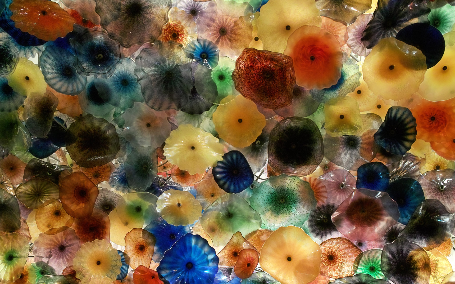 Colorful Jellyfish Desktop Wallpaper Pictures