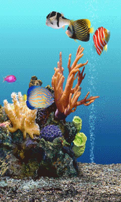 Fish wallpaper live aplicacion undersea custom seafish 480x800