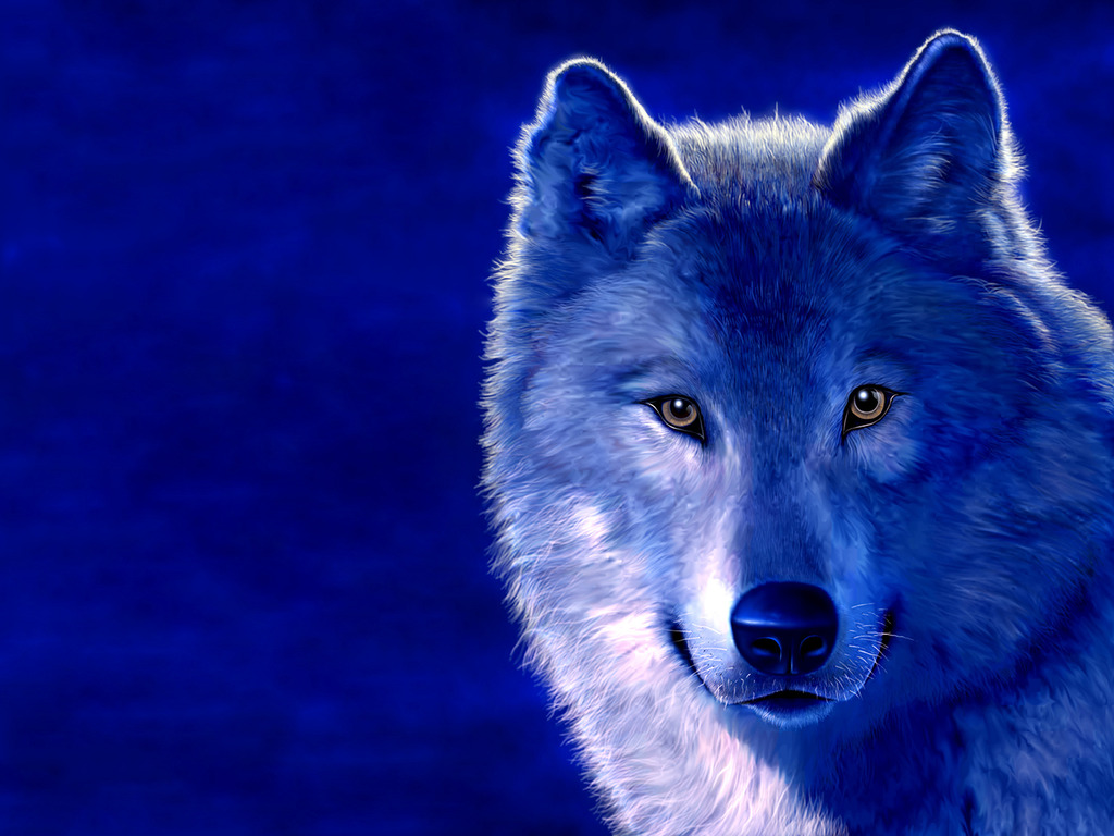 Cool Wolf Background HD Wallpaper In Animals