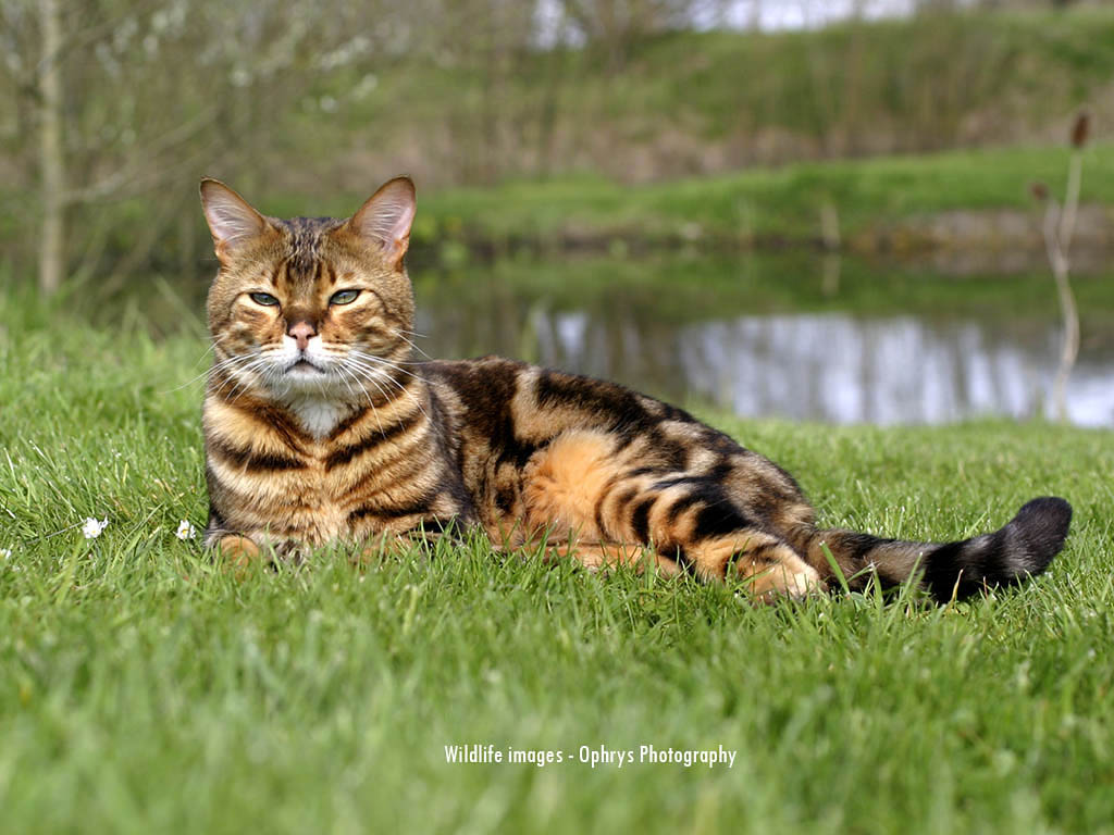 My Top Collection Bengal Cat Wallpaper