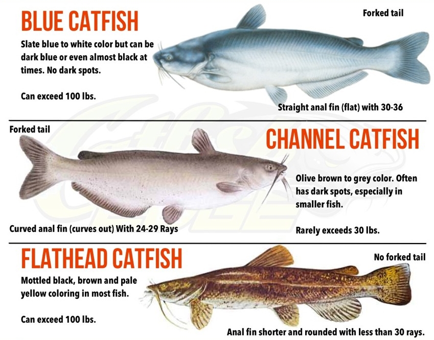 Channel Catfish Vs Blue