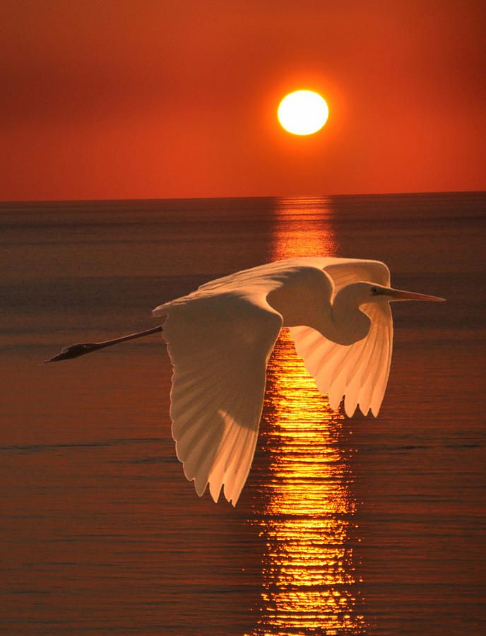 Great Egret At Sunset By Eric Kempson Beautiful Birds Nature