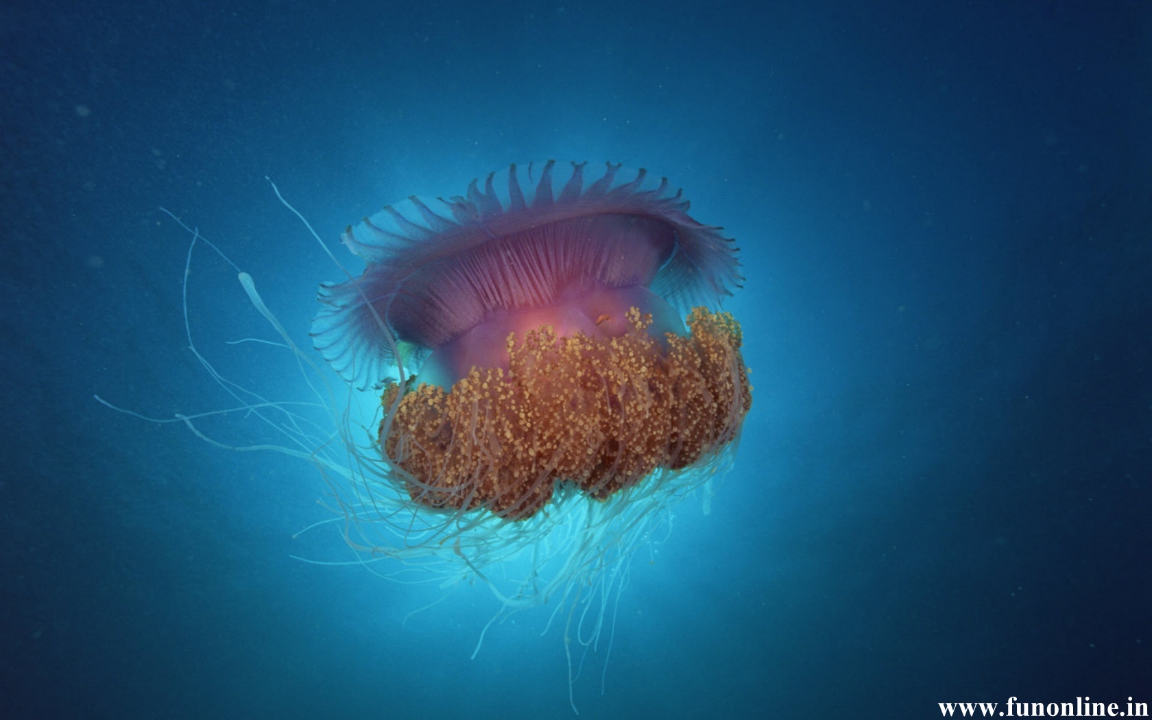 Jellyfish Wallpaper Underwater Jellyfishes