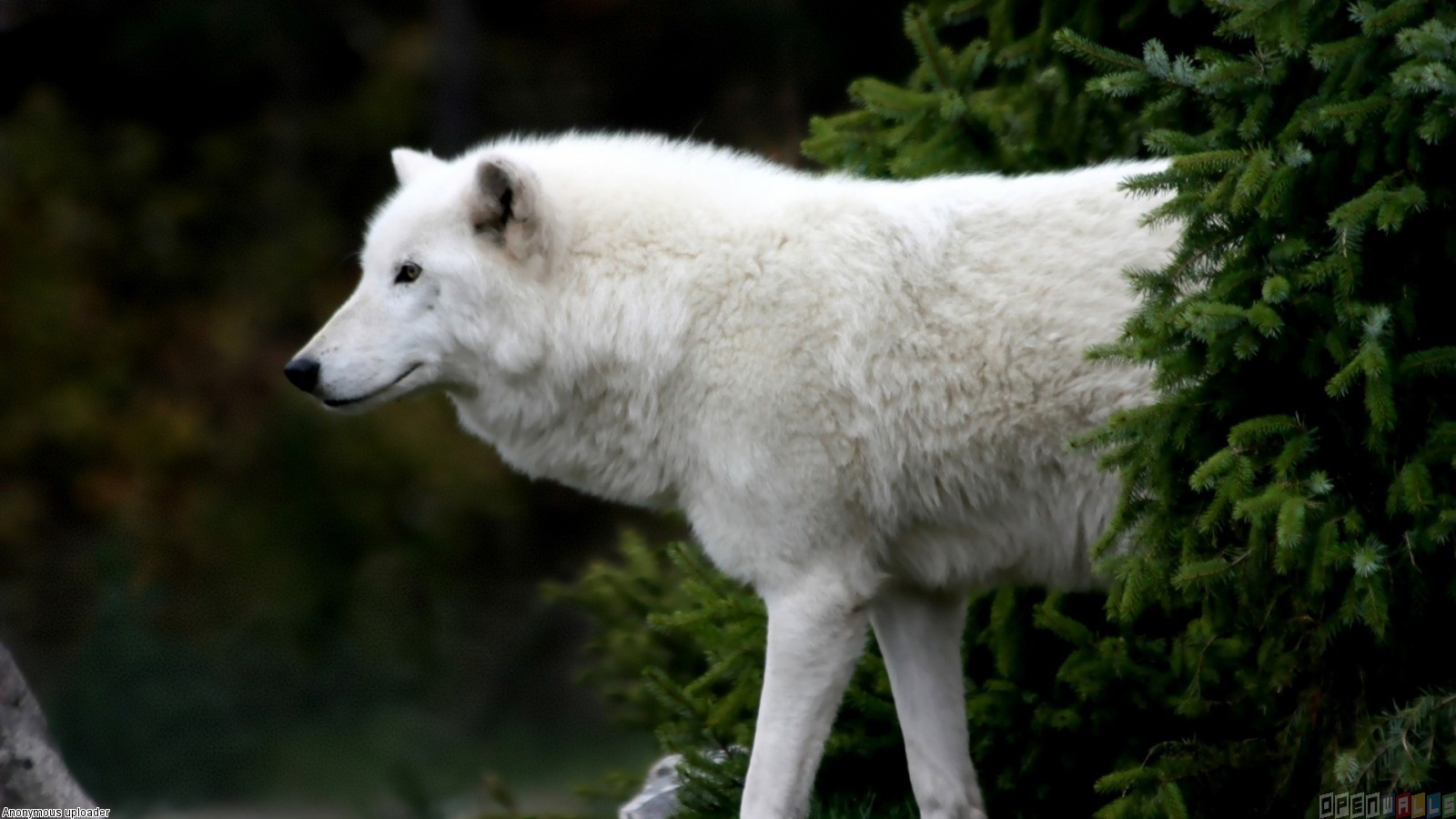 Pics Photos Black Arctic Wolf Wallpaper
