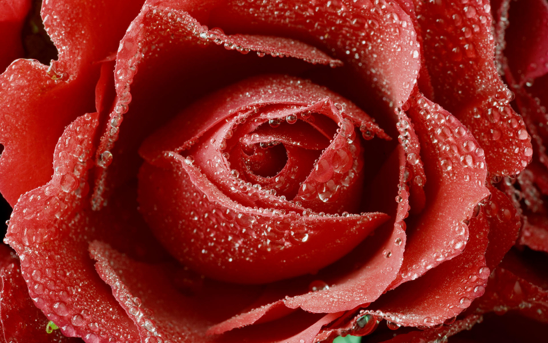 Dewy Red Rose Wallpaper HD