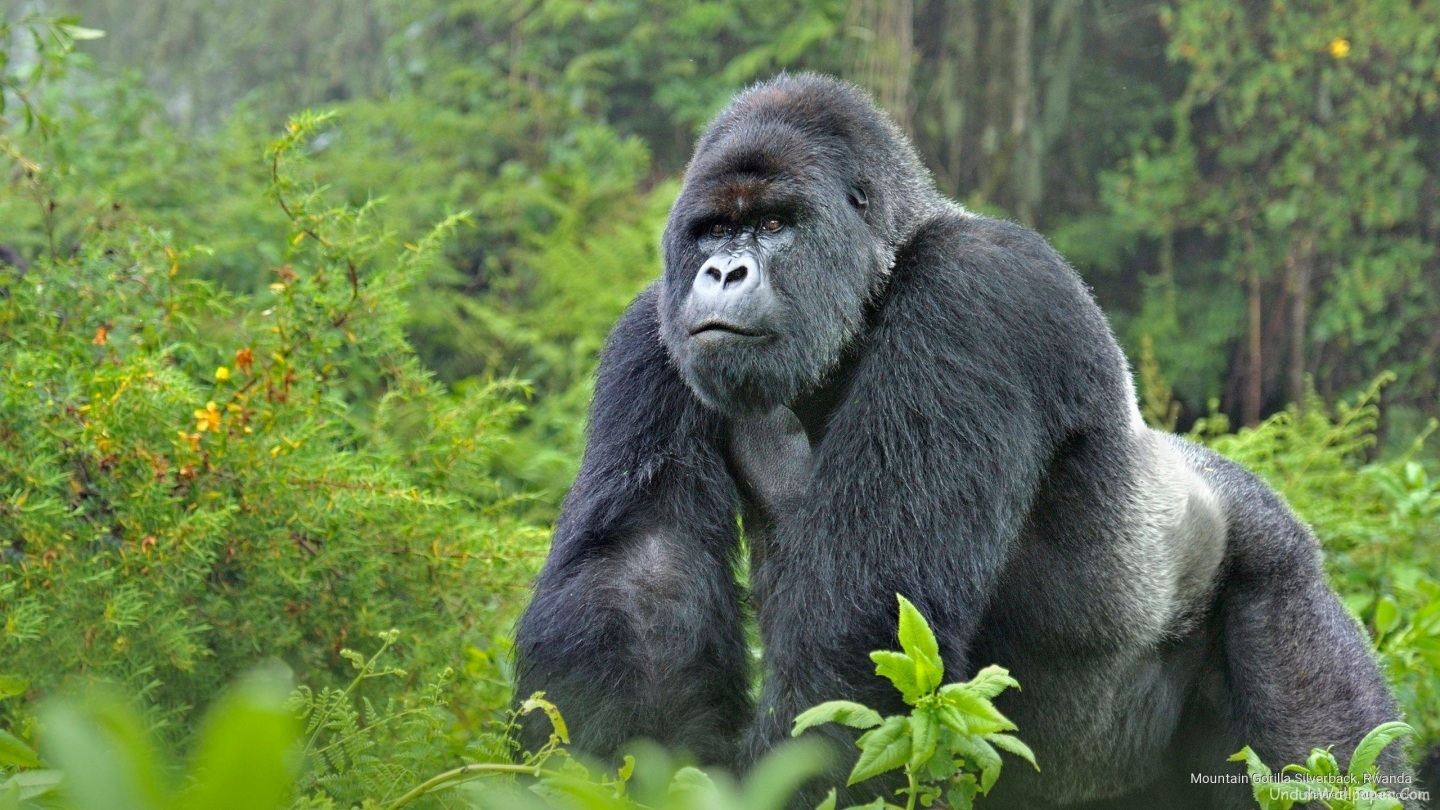 Mountain Gorilla Silverback Rwanda Wallpaper Photo Shared By