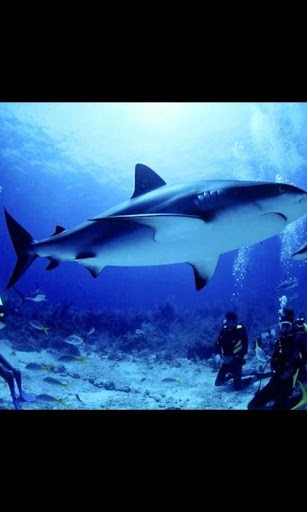 View bigger   White Shark 3D Live Wallpaper for Android screenshot 307x512