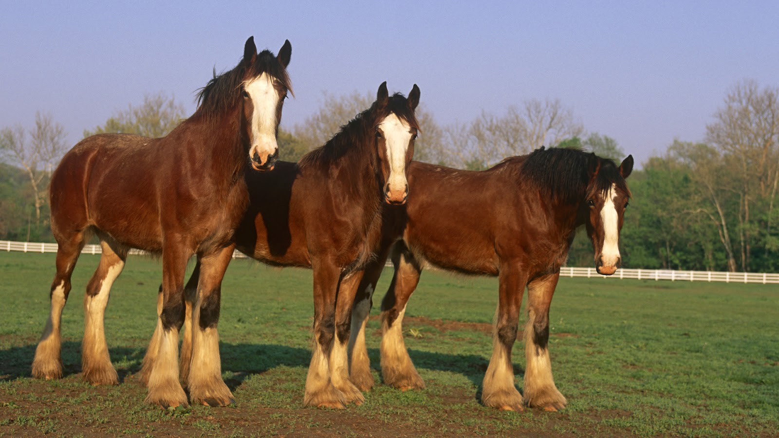 Animal Wallpaper Of Three Brown Horses On The Meadow Horse