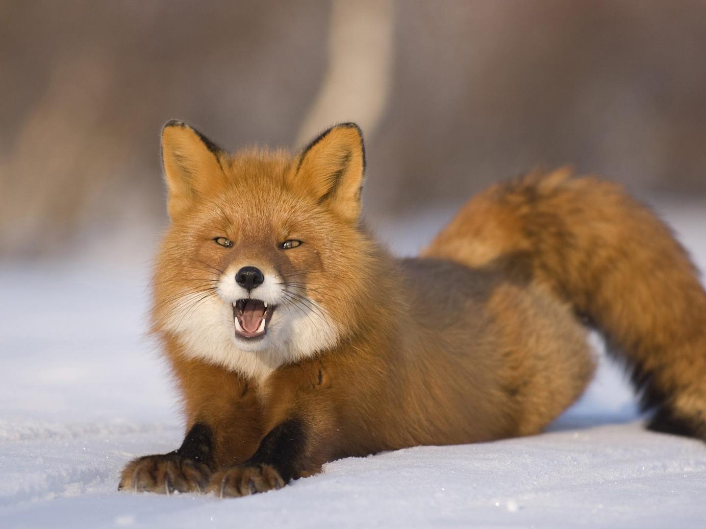The Life Of Animals Red Fox Foxes Have Elongated Bodies And