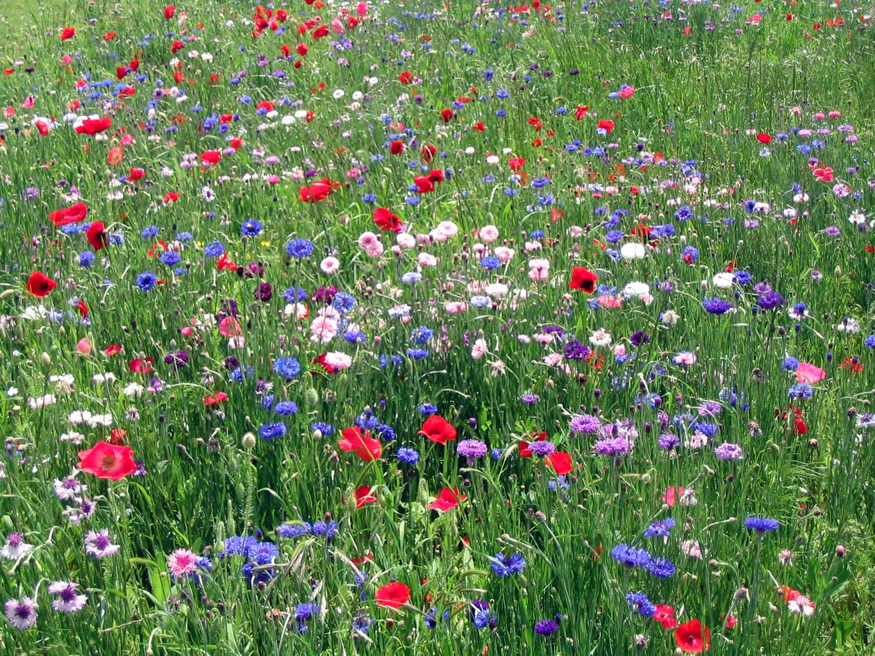 Showing Pictures For Fields Of Wildflowers Wallpaper