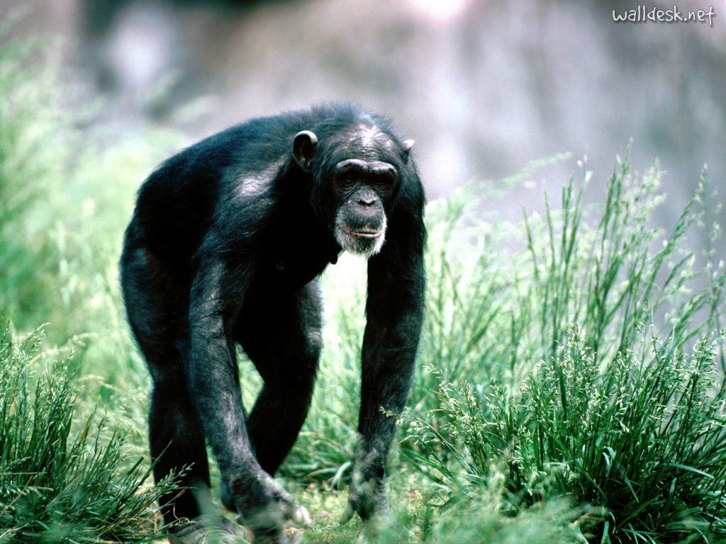 Monkey Chimpanzee Background