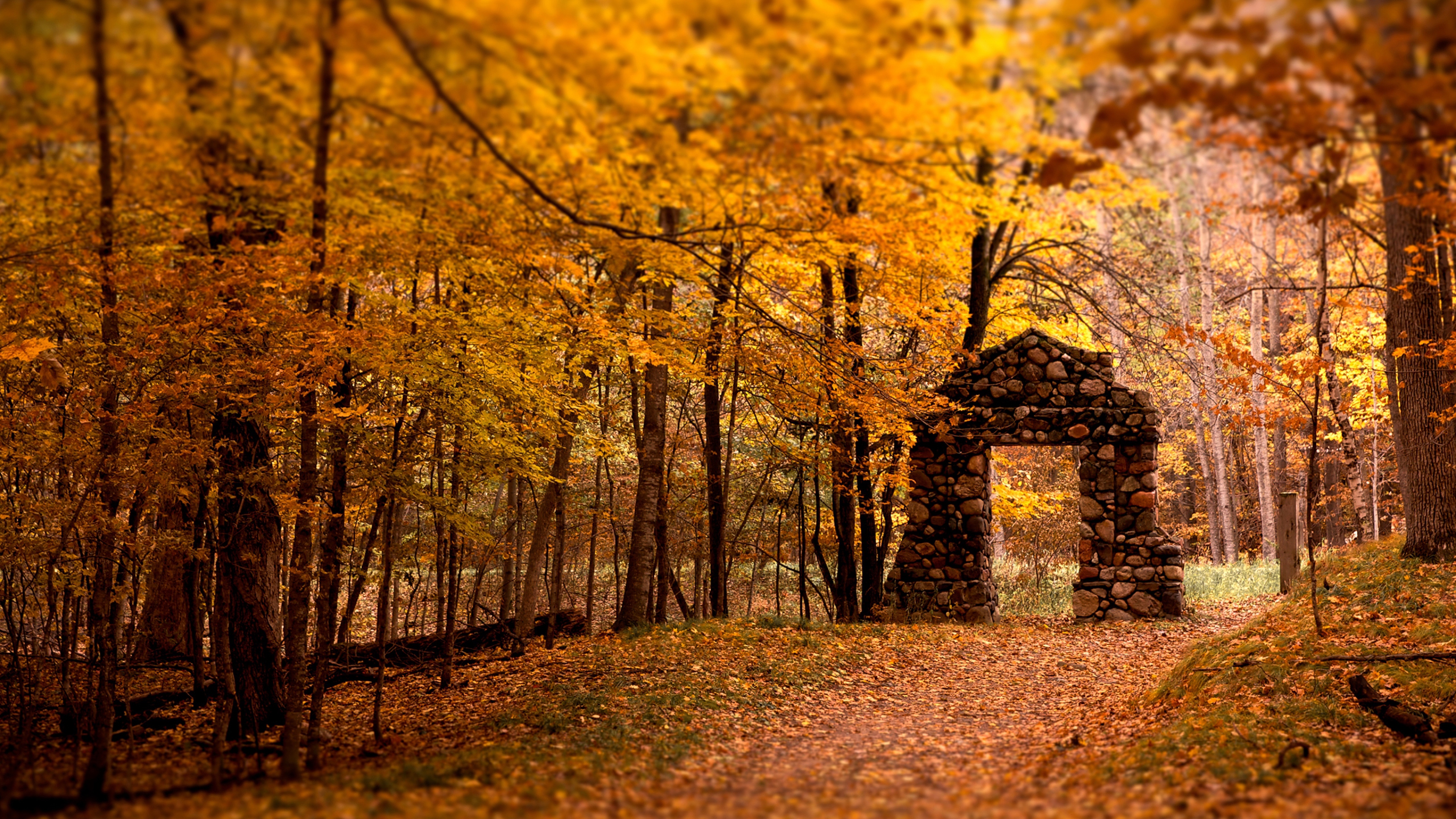 Autumn Leaves Tree Wallpaper Background 4k Ultra HD