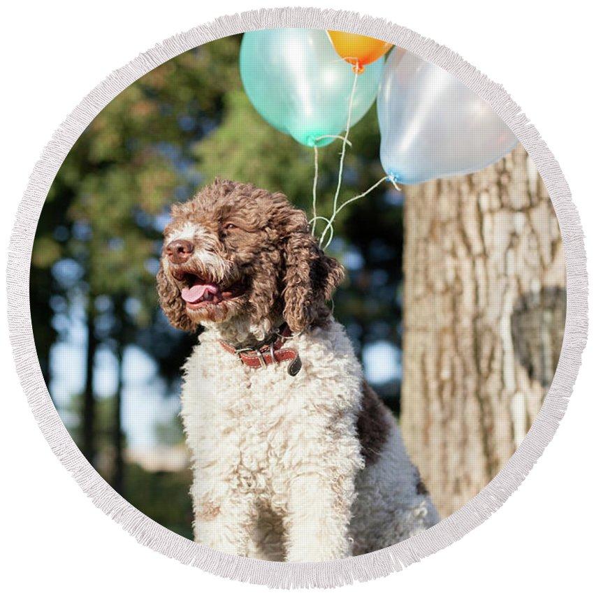 Lagotto Romagnolo With Helium Balloons Round Beach Towel By Jovo