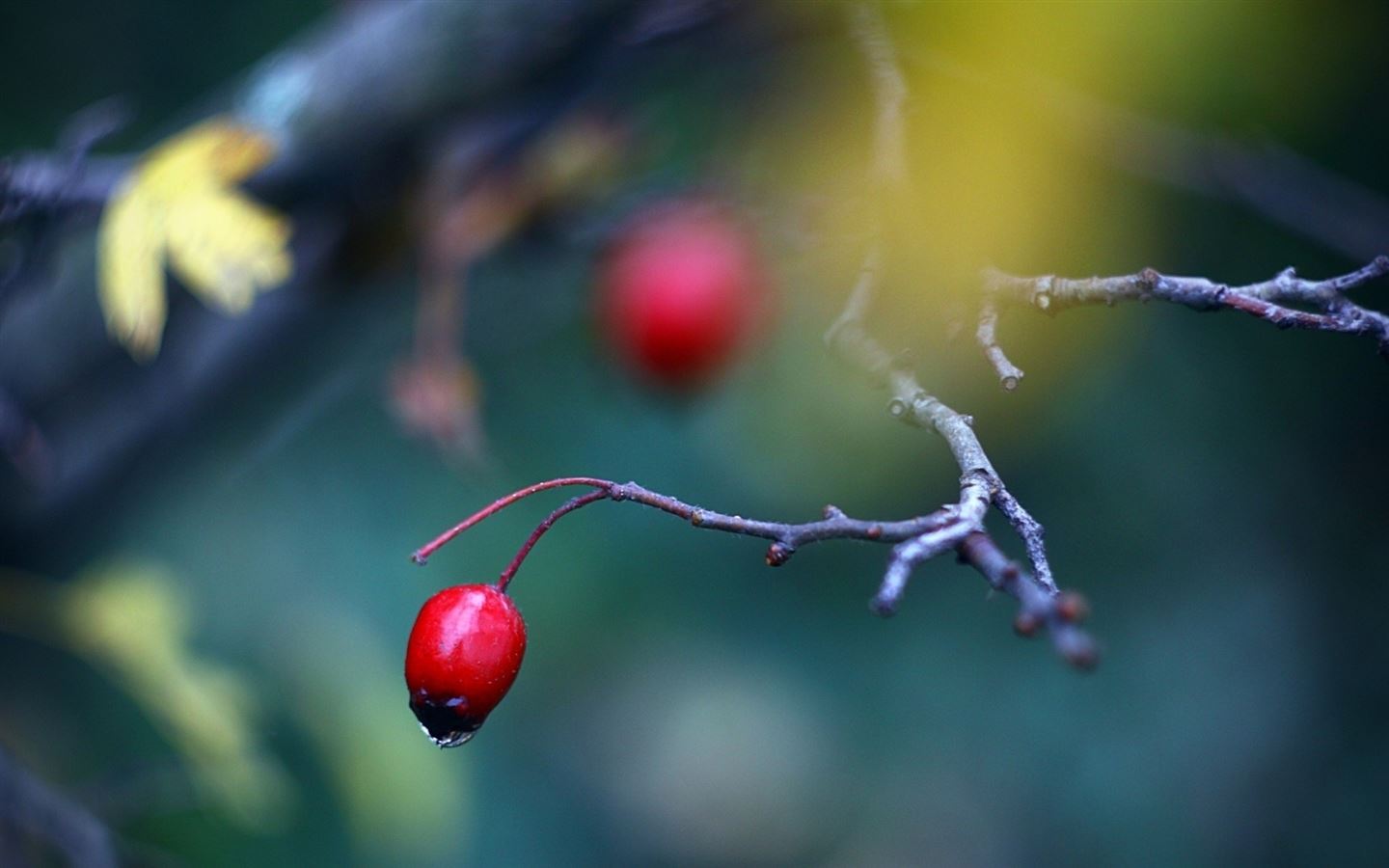 Red Berry Close Up Mac Wallpaper