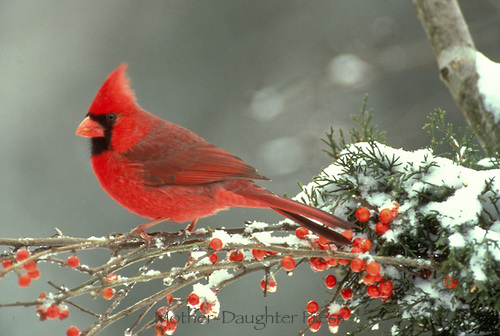 Cardinal Bird In Snow 03