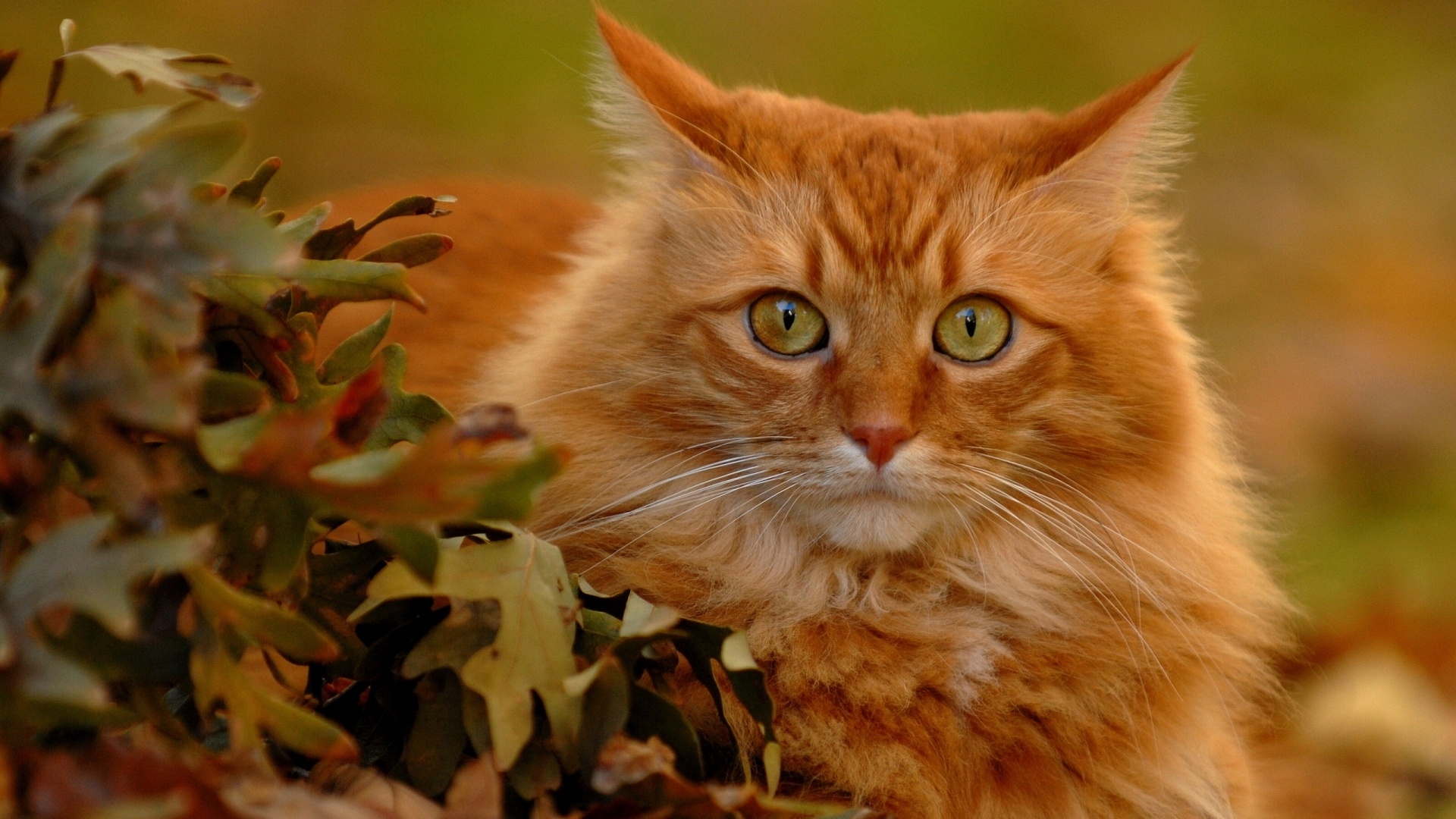 Yellow Cat With Green Eyes Cats Wallpaper