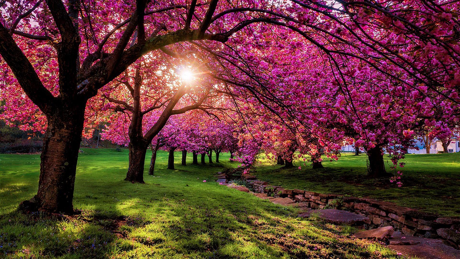 Spring Flowers Scenery Wallpaper