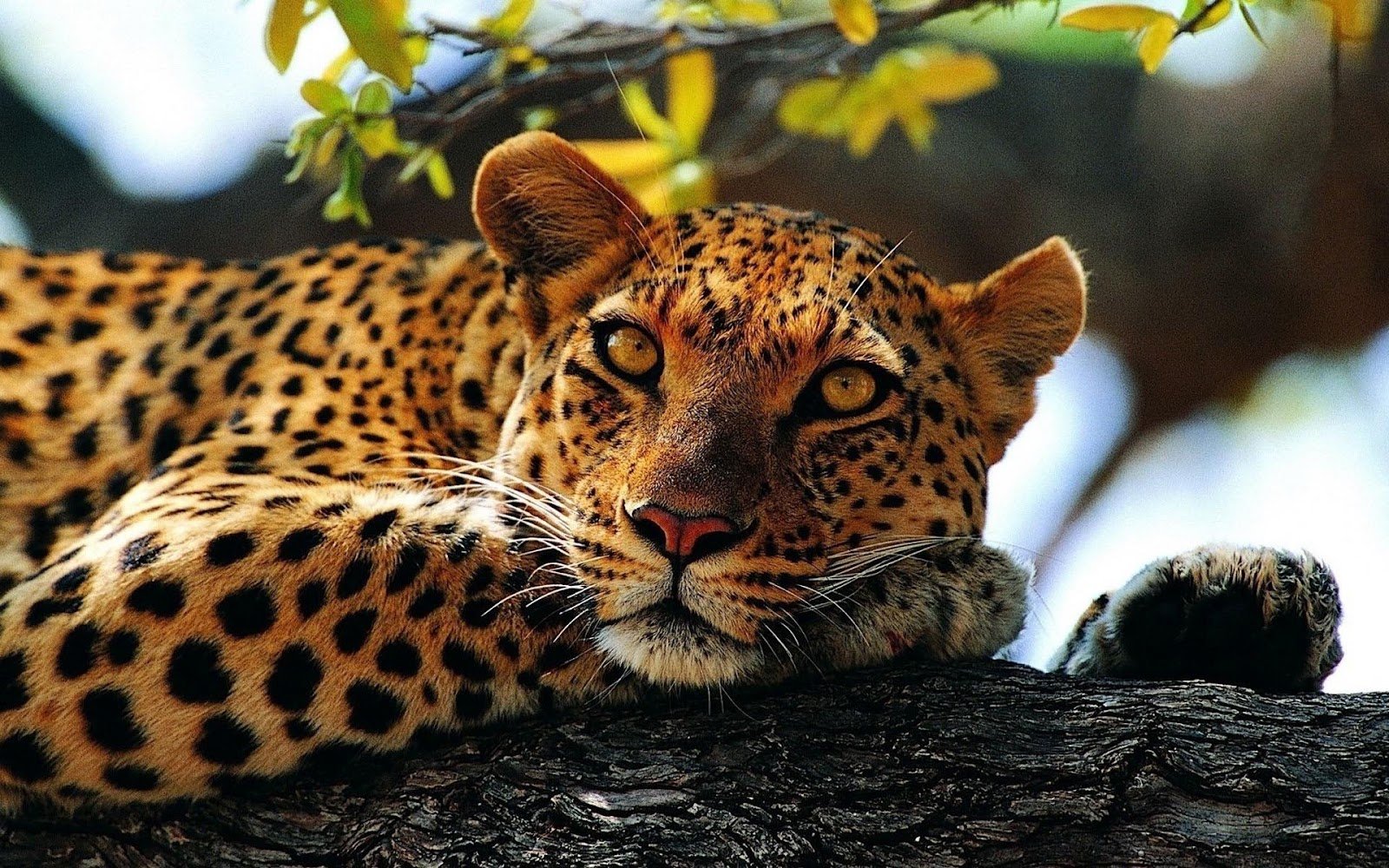 Resting cheetah in a tree wallpaper