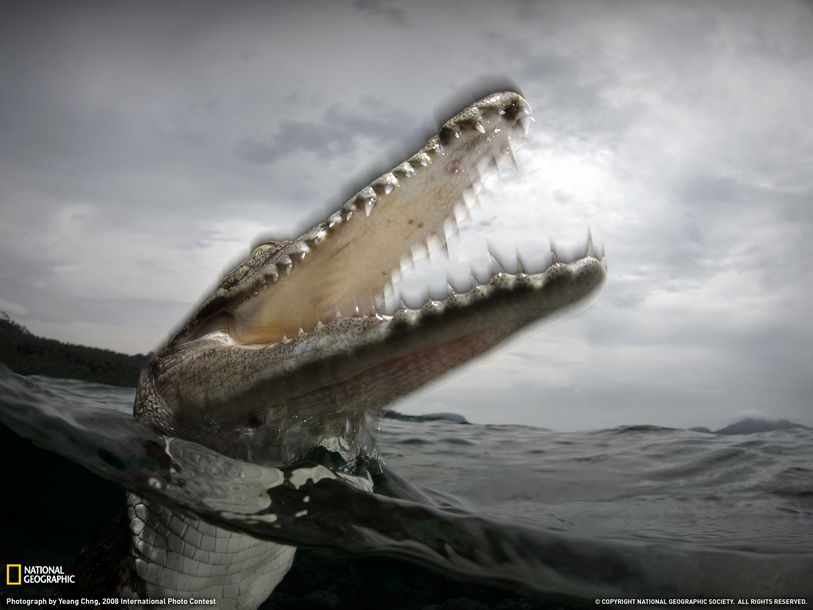 Saltwater Crocodile Photo Animals Picture National Geographic