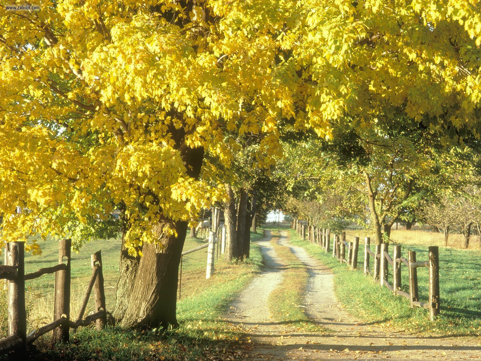 Nature Rural Road In Autumn Ontario Canada Picture Nr