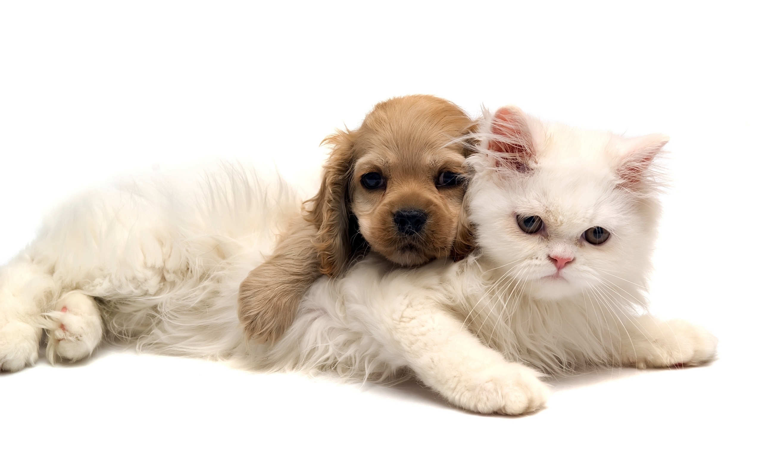 Free download Cute Dog and Cat Wallpaper [2560x1600] for your ...