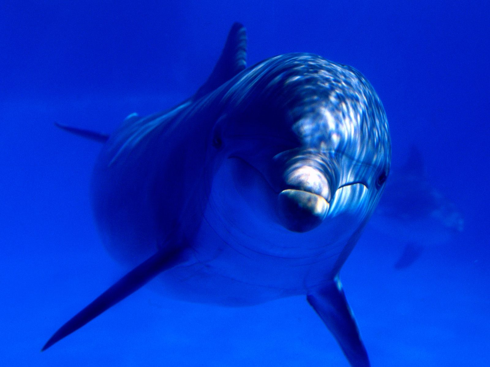 Aquatic Curiosity Bottlenose Dolphin   Ocean Life Photography Desktop