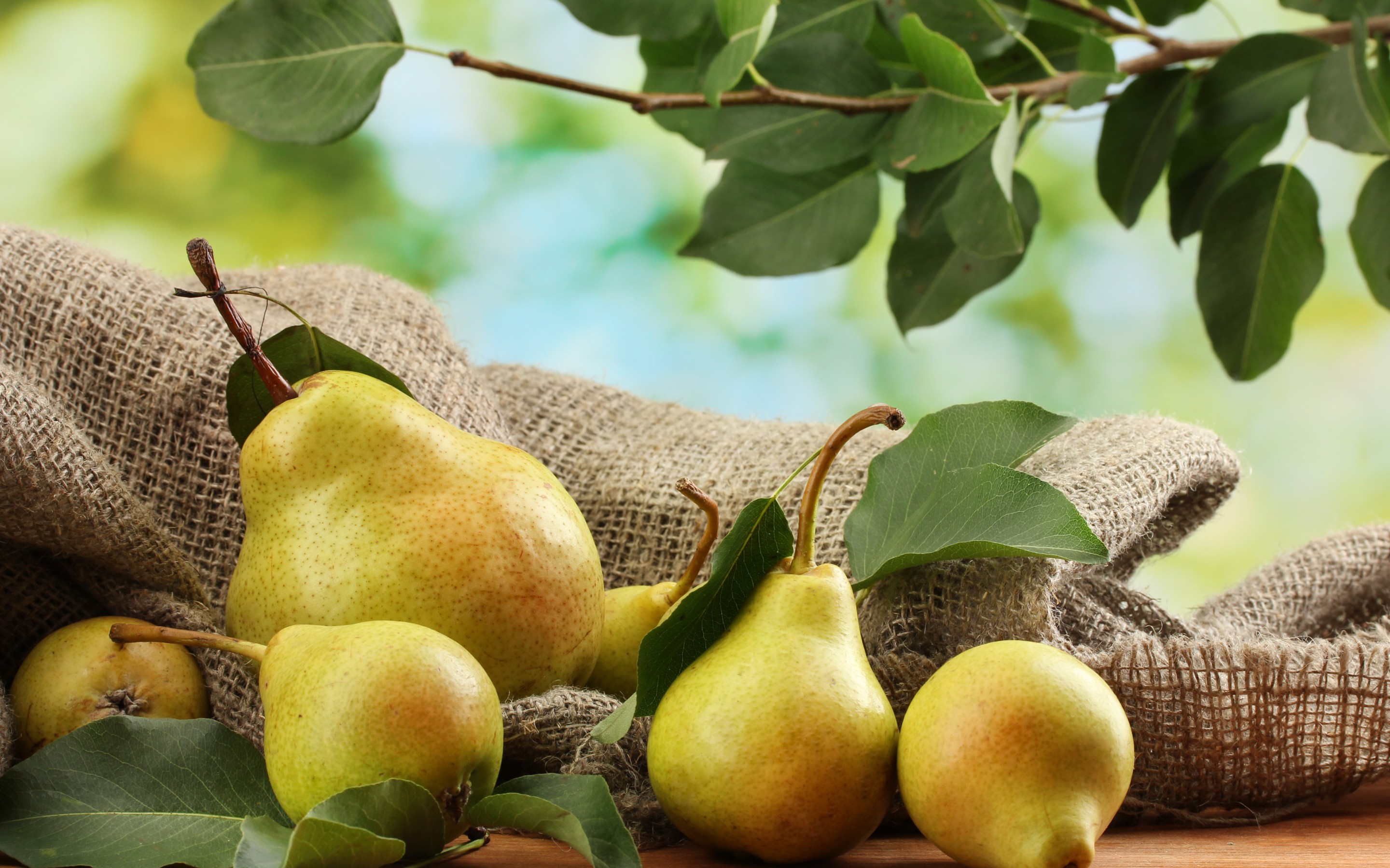 Pear HD Wallpaper Background Image