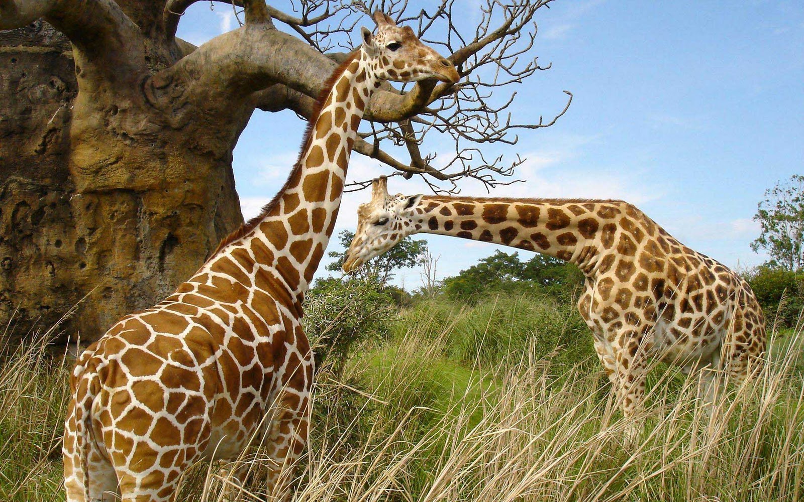 Bureaublad Achtergrond Met Giraffen In Het Wild