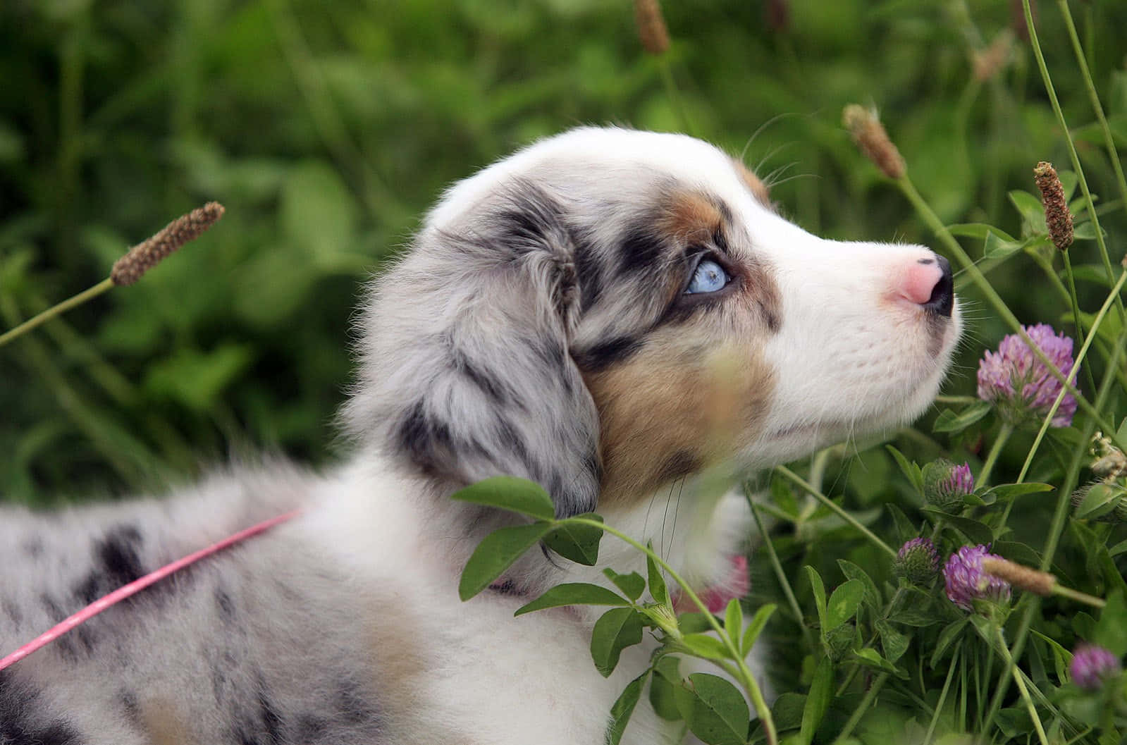Pink Puppies Wallpaper