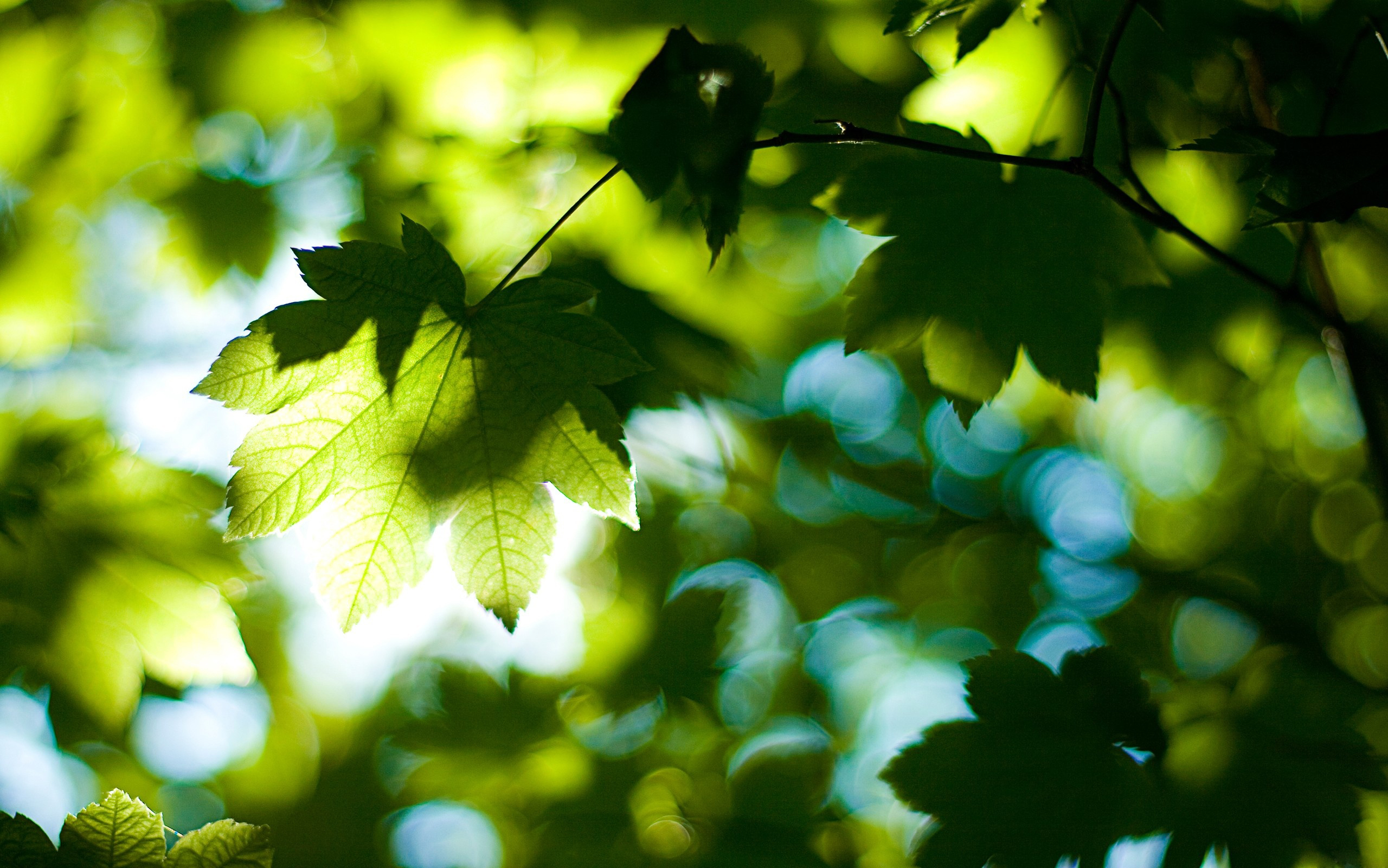 Nature Trees Leaves Foliage Summer Forest Light Day Jpg